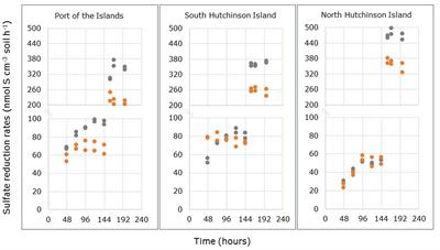 Potential for Sulfate Reduction in Mangrove Forest Soils: Comparison between Two Dominant Species of the Americas